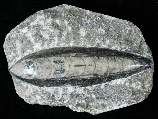 Small Polished Orthoceras (Cephalopod) #14620